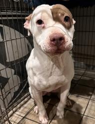 Lost Female Dog last seen Sunny Land, El Paso, TX 79938