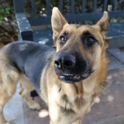 Shelter Stray Female Dog last seen , 361 S Raymond Ave, Pasadena, CA 91105, USA