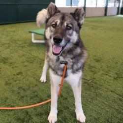 Shelter Stray Male Dog last seen , 361 S Raymond Ave, Pasadena, CA 91105, USA