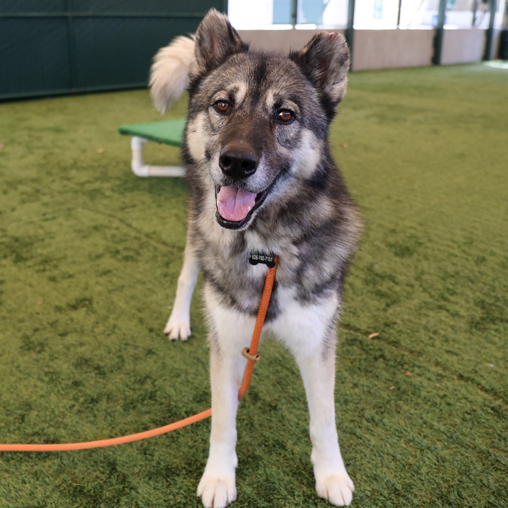 Shelter Stray Male Dog last seen , 361 S Raymond Ave, Pasadena, CA 91105, USA