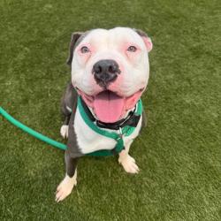 Shelter Stray Male Dog last seen , Animal Care & Control Team of Philly, 111 W Hunting Park Ave, Philadelphia, PA 19140, USA