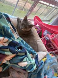 Lost Female Cat last seen Butterfield Rd, Houston, TX 77090