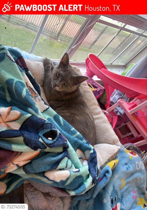 Lost Female Cat last seen Butterfield Rd, Houston, TX 77090