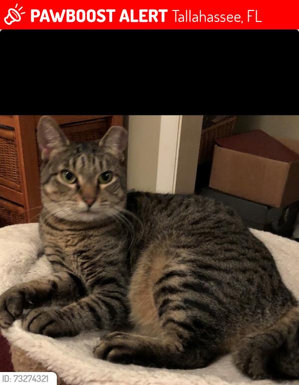 Lost Female Cat last seen Stone Road and Old Bainbridge Road, Tallahassee, FL 32303