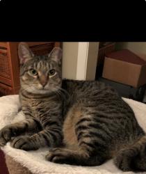 Lost Female Cat last seen Stone Road and Old Bainbridge Road, Tallahassee, FL 32303