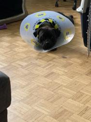 Reunited Male Dog last seen Dufferin and Lawrence, Toronto, ON M6B 3T6