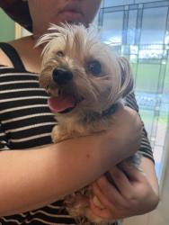 Reunited Male Dog last seen Madison st and 45th ave, Prince George's County, MD 20737