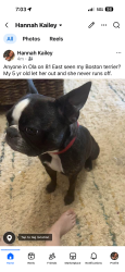Lost Female Dog last seen Between Keys Ferry Rd and Stroud Rd on Highway 81 across from Laurel Park neighborhood, McDonough, GA 30252