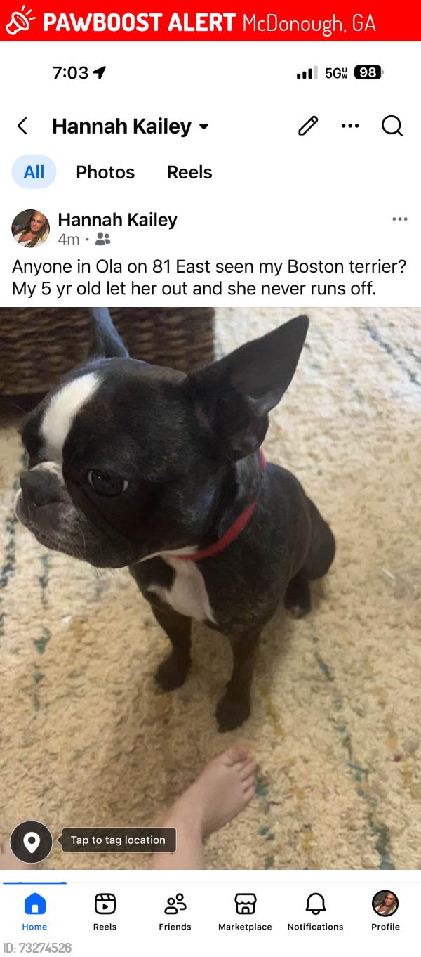 Lost Female Dog last seen Between Keys Ferry Rd and Stroud Rd on Highway 81 across from Laurel Park neighborhood, McDonough, GA 30252