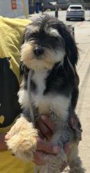 Found/Stray Male Dog last seen Near S Catalina Ave, Redondo Beach, CA 90277