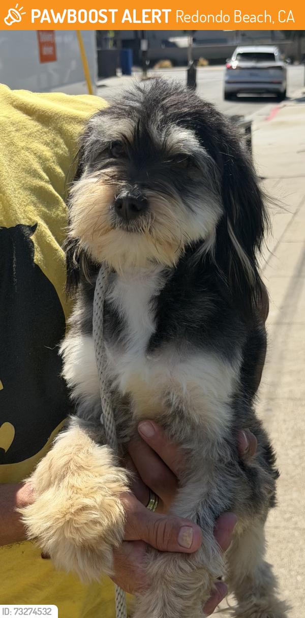 Found/Stray Male Dog last seen Near S Catalina Ave, Redondo Beach, CA 90277