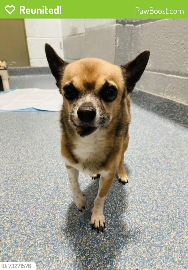 Reunited Male Dog last seen Holden St Clifton, Clifton, NJ 07011