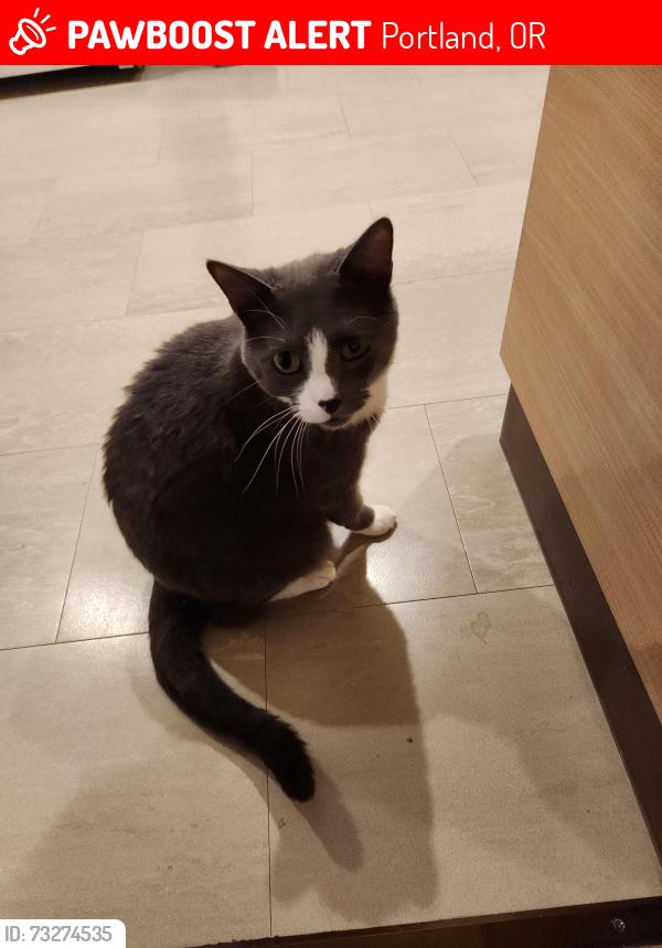 Lost Male Cat last seen SW 31st and Texas, near Multnomah Village, Portland, OR 97219