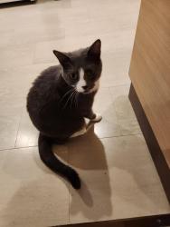 Lost Male Cat last seen SW 31st and Texas, near Multnomah Village, Portland, OR 97219
