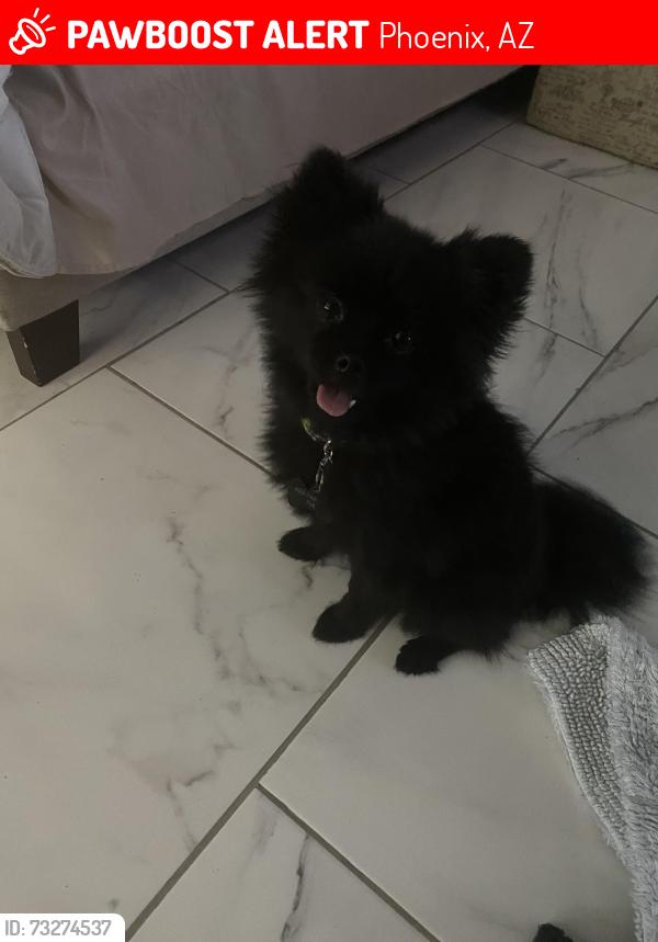 Lost Female Dog last seen Phoenix, Phoenix, AZ 85003