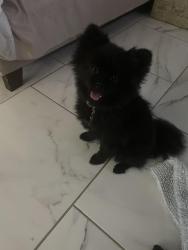 Lost Female Dog last seen Phoenix, Phoenix, AZ 85003