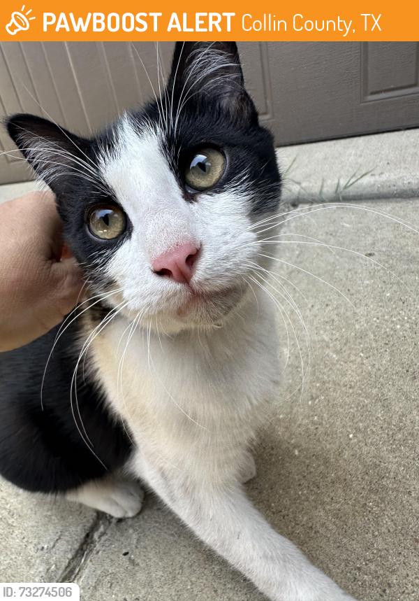 Found/Stray Unknown Cat last seen Magnolia subdivision, Collin County, TX 75189