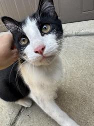Found/Stray Unknown Cat last seen Magnolia subdivision, Collin County, TX 75189