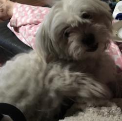 Reunited Female Dog last seen Lindquist Cres or Norfolk Drive, Burpengary East, QLD 4505