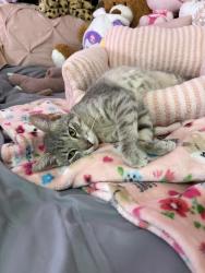 Lost Male Cat last seen Harris Ct in Fair Park off Haskell, Dallas, TX 75223