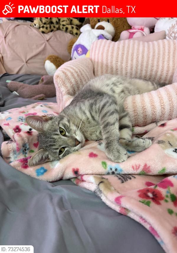 Lost Male Cat last seen Harris Ct in Fair Park off Haskell, Dallas, TX 75223