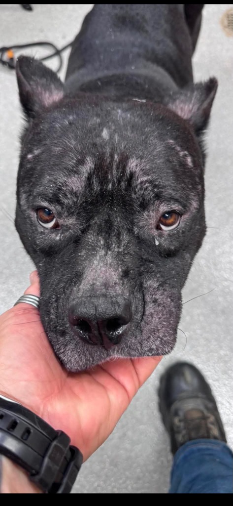 Shelter Stray Female Dog last seen , 5302 Stone St, Chattanooga, TN 37412, USA