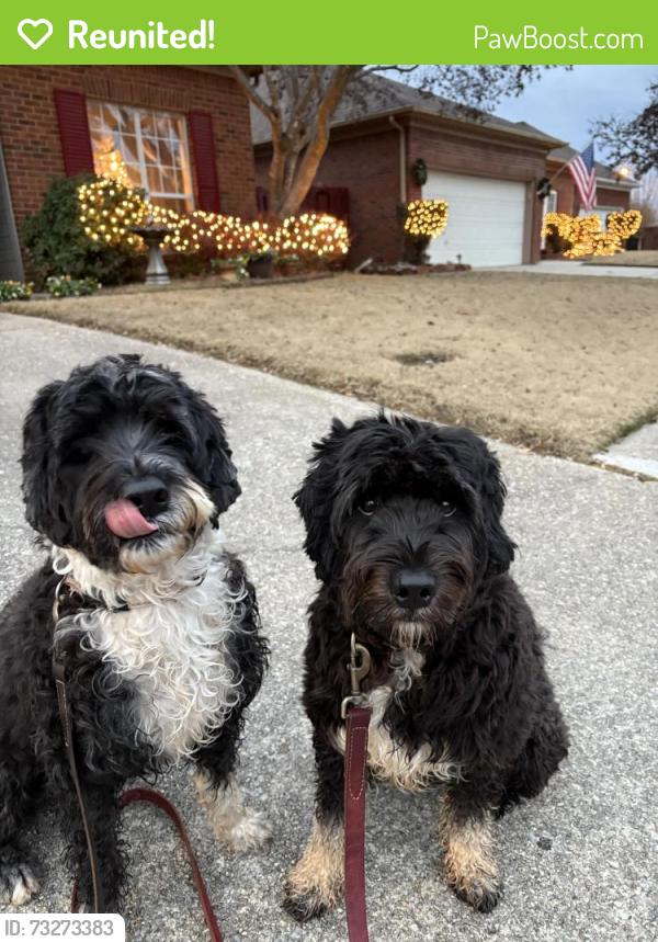 Reunited Male Dog last seen Edgewater and Natures Way, Vestavia Hills, AL 35226