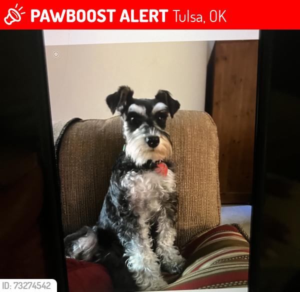 Lost Female Dog last seen 91st south Memorial Or 91st south Mingp, Tulsa, OK 74137