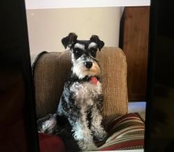 Lost Female Dog last seen 91st south Memorial Or 91st south Mingp, Tulsa, OK 74137
