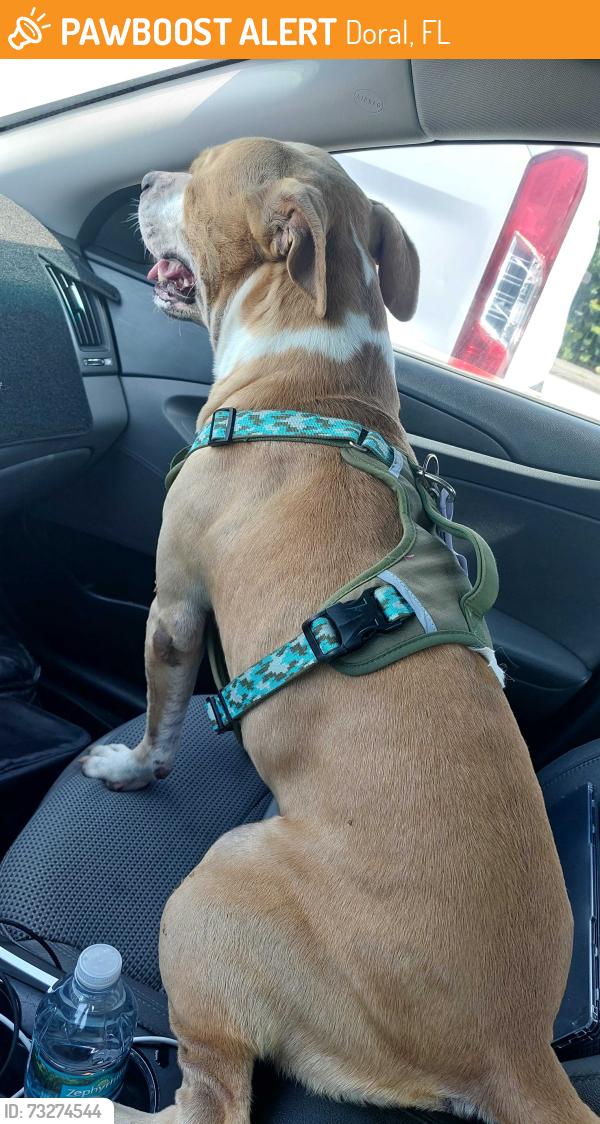 Found/Stray Male Dog last seen Near ave sw 40 st Miami, Doral, FL 33122