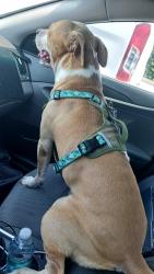 Found/Stray Male Dog last seen Near ave sw 40 st Miami, Doral, FL 33122