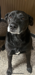 Lost Male Dog last seen Larsen Dr, Carson Rd, Cable Rd, Camino, CA 95709