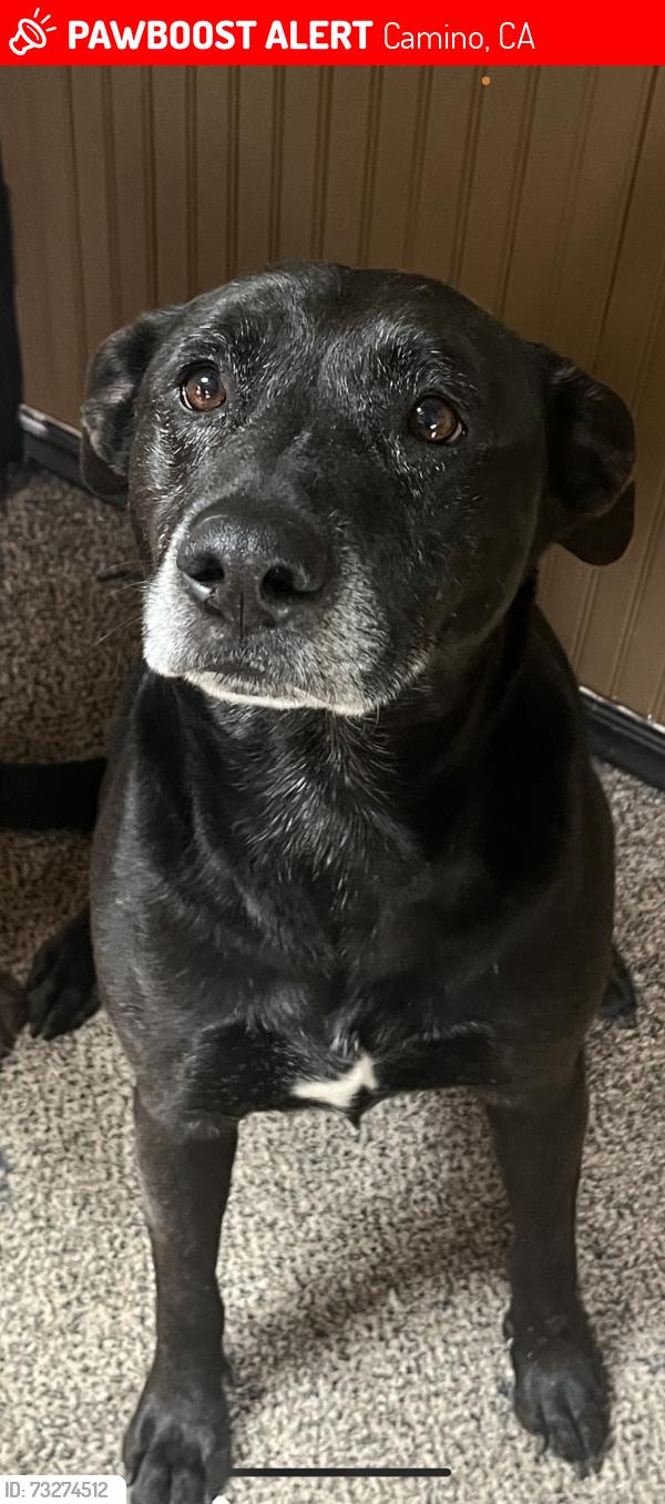 Lost Male Dog last seen Larsen Dr, Carson Rd, Cable Rd, Camino, CA 95709
