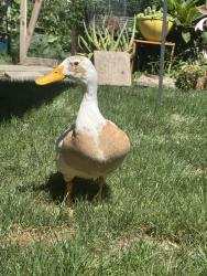 Found/Stray Unknown Bird last seen W 147th St and S Inglewood Ave, Hawthorne, CA 90250
