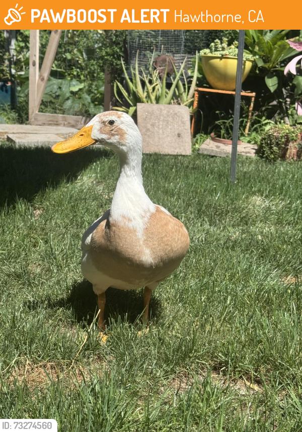 Found/Stray Unknown Bird last seen W 147th St and S Inglewood Ave, Hawthorne, CA 90250