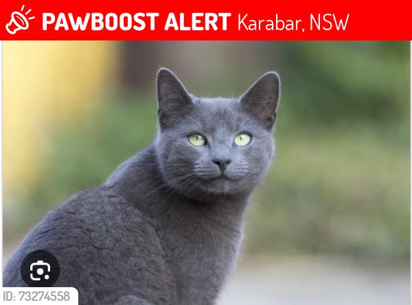 Lost Female Cat last seen Southbar road, Karabar, NSW 2620