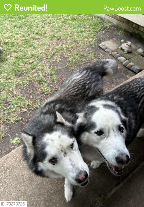 Reunited Male Dog last seen La Prada / Duck Creek, Garland, TX 75043