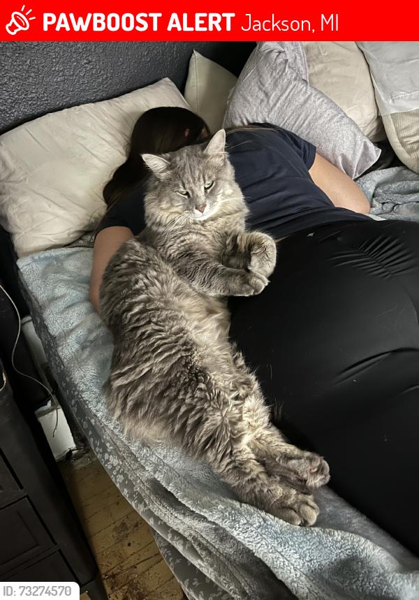 Lost Male Cat last seen Ganson, Jackson, MI 49201
