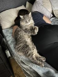 Lost Male Cat last seen Ganson, Jackson, MI 49201
