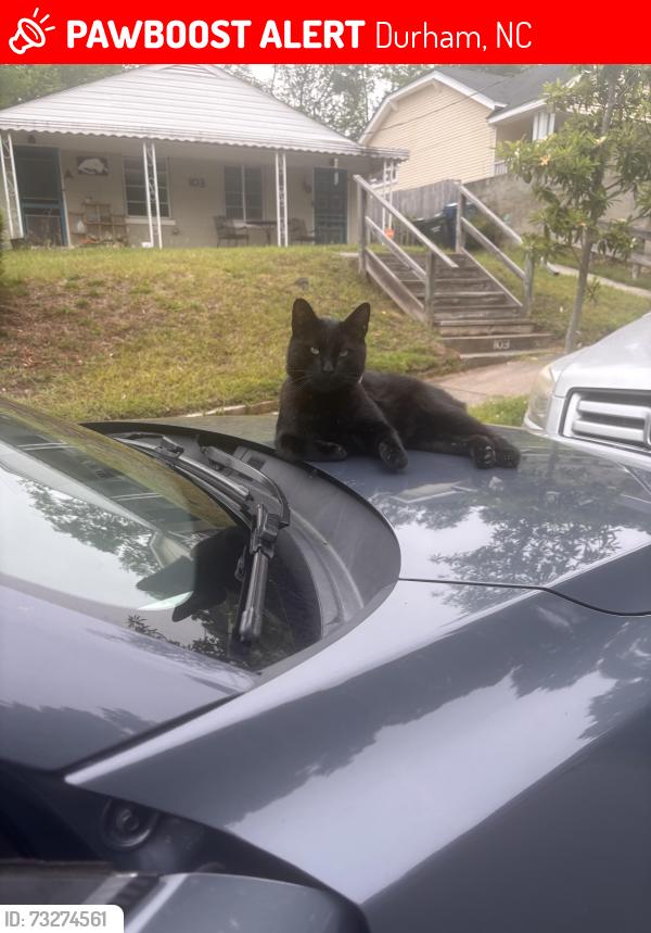 Lost Male Cat last seen Enterprise St at Scout Dr, Durham, NC 27707