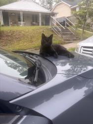 Lost Male Cat last seen Enterprise St at Scout Dr, Durham, NC 27707