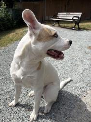 Reunited Female Dog last seen Near and 16th, Surrey, BC V3Z 9W3