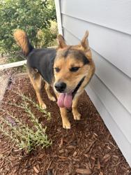 Found/Stray Female Dog last seen Near North Gate Blvd, Colorado Springs, CO 80921, Colorado Springs, CO 80921