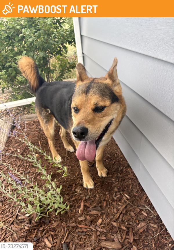 Found/Stray Female Dog last seen Near North Gate Blvd, Colorado Springs, CO 80921, Colorado Springs, CO 80921