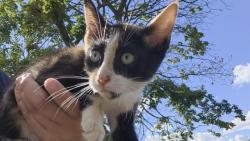 Shelter Stray Female Cat last seen Near BLOCK CHATSWORTH ST, DETROIT MI 48224, 7401 Chrysler Dr, Detroit, MI 48211, USA