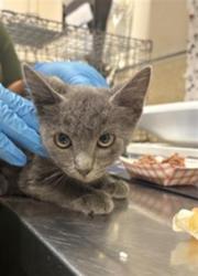 Shelter Stray Male Cat last seen Near BLOCK SUNDOWN DR, JURUPA VALLEY CA 92509, 6851 Van Buren Boulevard, Jurupa Valley, CA 92509, USA