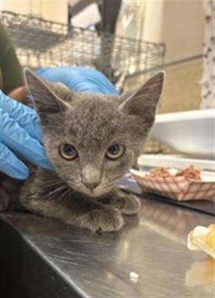 Shelter Stray Male Cat last seen Near BLOCK SUNDOWN DR, JURUPA VALLEY CA 92509, 6851 Van Buren Boulevard, Jurupa Valley, CA 92509, USA