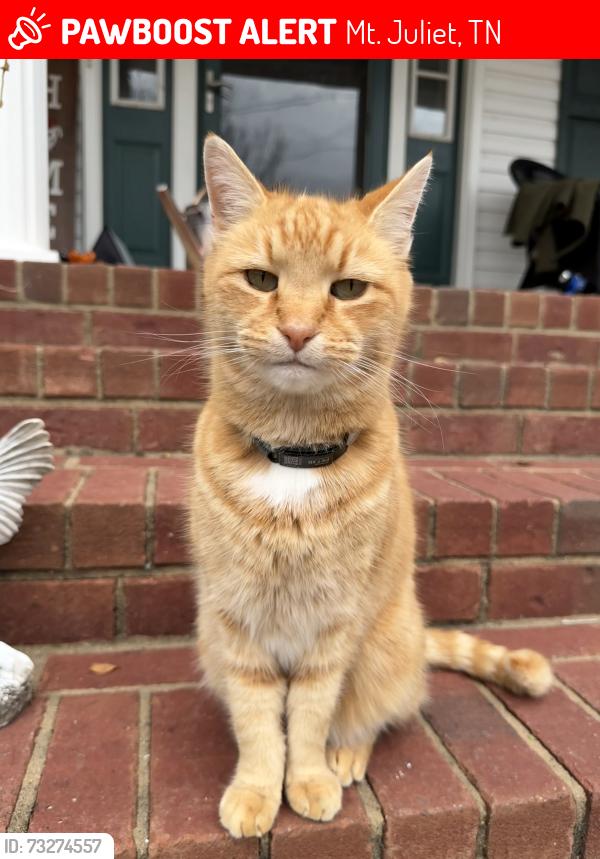Lost Male Cat last seen Andrew Ct and Anthony Way, Mt. Juliet, TN 37122
