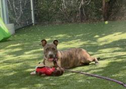 Shelter Stray Female Dog last seen , 1850 W 60th St, Los Angeles, CA 90047, USA