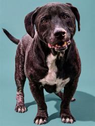 Shelter Stray Male Dog last seen BON AIR, 2020 Forest St, Jacksonville, FL 32204, USA